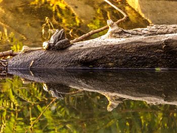 Close-up of lizard on tree