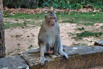 Lion sitting on land