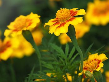 Close-up of yellow flowers blooming outdoors