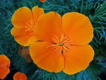 Close-up of yellow flower