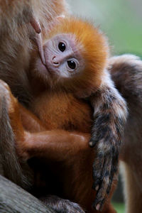 Close-up of monkey