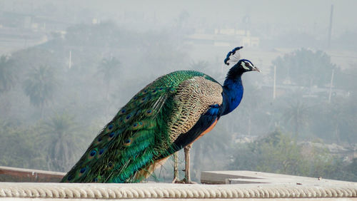 Close-up of peacock