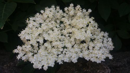 Close-up of white flowering plant