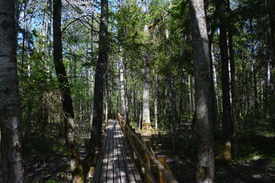 Footpath amidst trees in forest