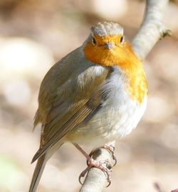 Close-up of bird perching on branch