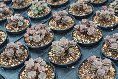 High angle view of vegetables for sale at market