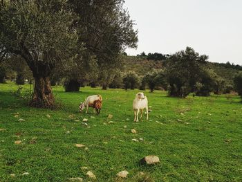 Cows grazing on field