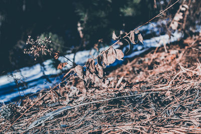 Close-up of dried plant on field