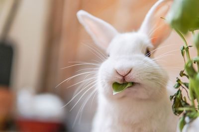 Close-up of white rabbit with leaf in mouth at home