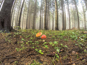 Mushrooms growing on tree trunk in forest