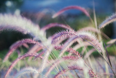 Close-up of pink flowering plant on field