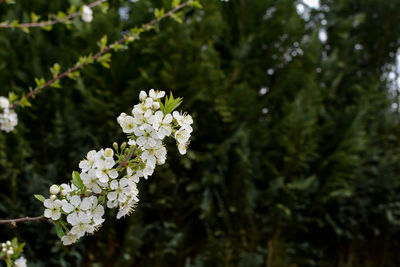 Blossoming cherry flowering branch in the green nature
