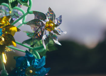 Close-up of pinwheel toys
