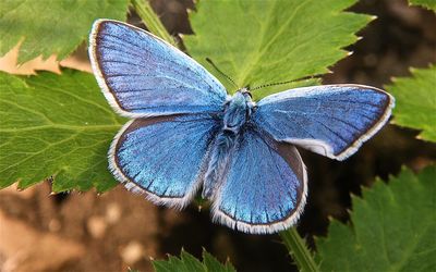 Close-up of butterfly on purple flower