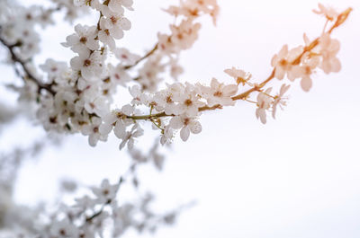 White cherry blossom flowers. flowering spring trees