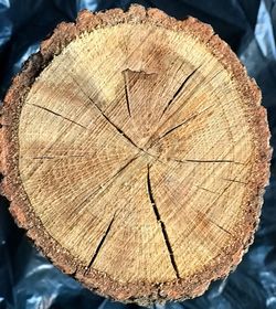 Close-up of tree stump in forest