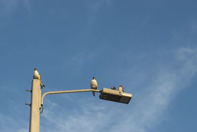 Low angle view of bird perching on cable against sky