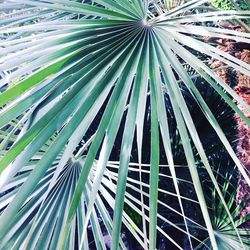 Full frame shot of palm tree