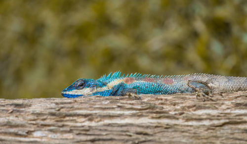 Close-up of lizard on blue surface