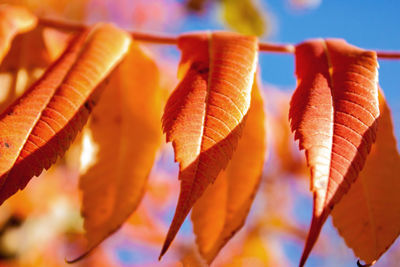 Close-up of leaves