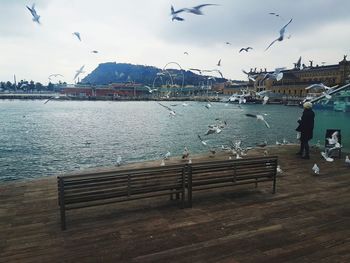 View of seagulls on pier