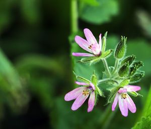 Close-up of pink flowering plant