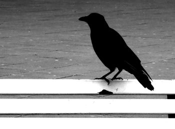 Bird perching on floor