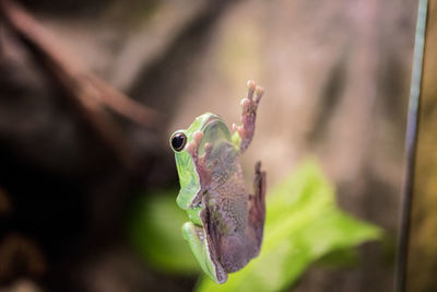 Close-up of frog on plant