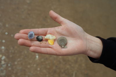 Close-up of hand holding shell