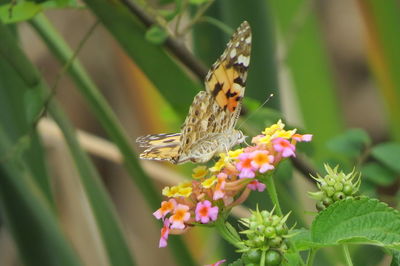 Butterfly pollinating on flower