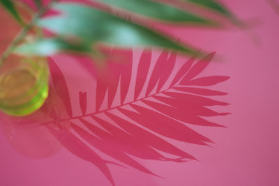 Close-up of flowers against blurred background