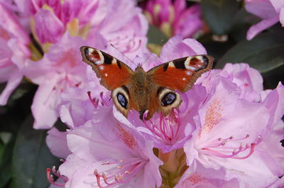 Close-up of butterfly on purple flowers