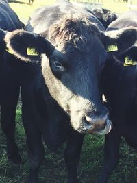 Close-up portrait of goat