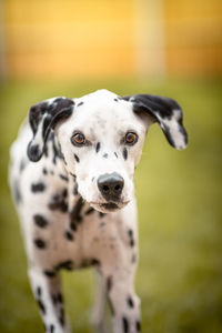 Close-up portrait of a dog