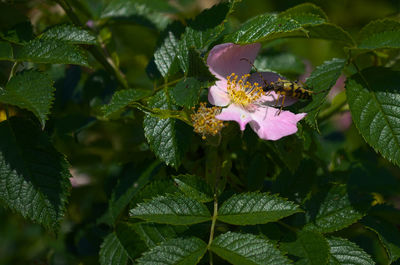 Close-up of pink flowering plant leaves