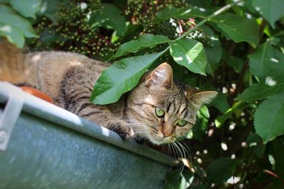Low angle view of cat surrounding wall against plants