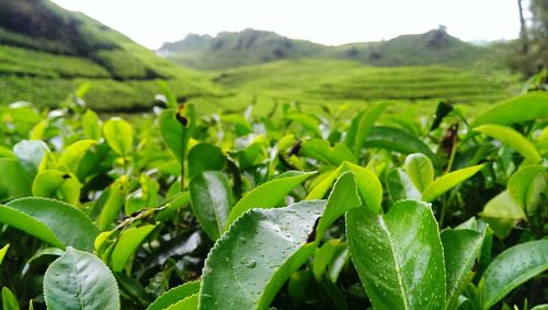 Close-up of fresh green field against sky