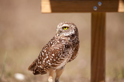 Burrowing owl athene cunicularia perched outside its burrow on marco island, florida