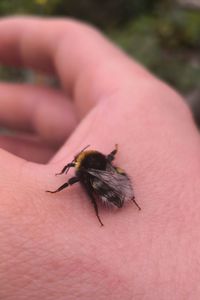 Close-up of insect on hand