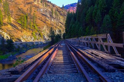 Railroad tracks amidst trees against sky