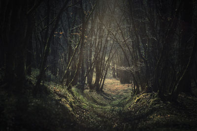 View of bare trees in forest