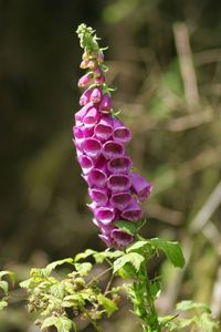 Close-up of purple flower