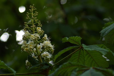 Close-up of white flowering plant leaves