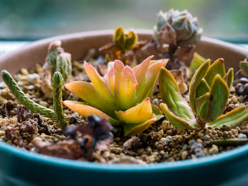 Close-up of succulent plant in bowl