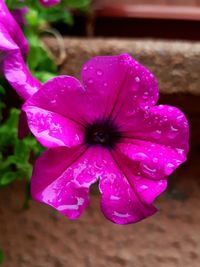 Close-up of wet pink flower blooming outdoors