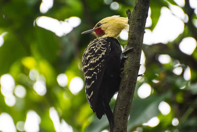 Low angle view of bird perching on tree