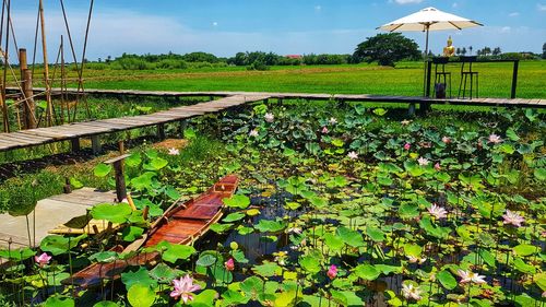 Water lilies floating on lake