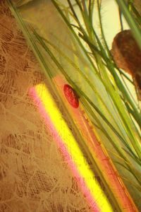 Close-up view of leaf