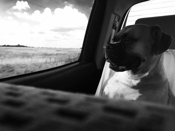 View of dog in car