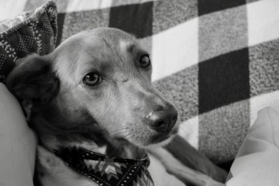 Close-up of dog looking away